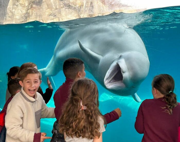 Adorable Video Of Beluga Whale’s Interaction With Boy Goes Viral, People Can’t Get Enough Of It