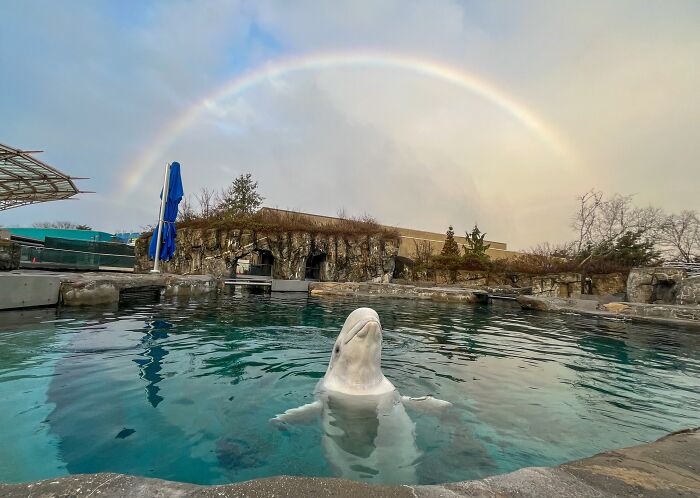 Adorable Video Of Beluga Whale’s Interaction With Boy Goes Viral, People Can’t Get Enough Of It