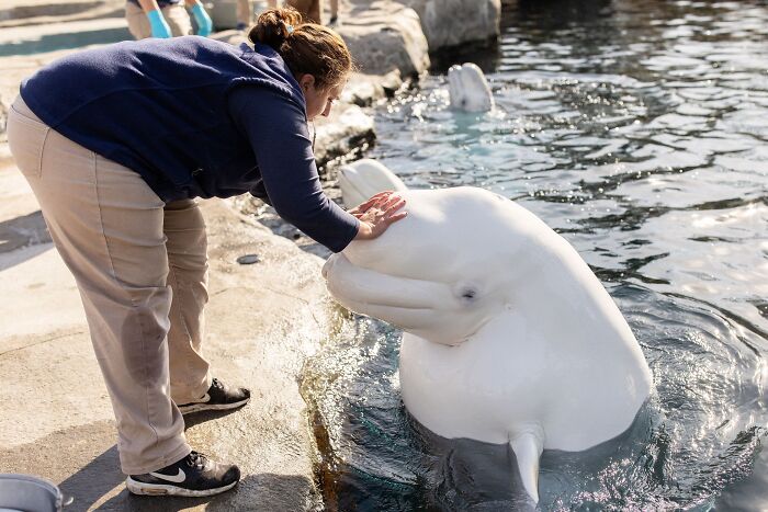 Adorable Video Of Beluga Whale’s Interaction With Boy Goes Viral, People Can’t Get Enough Of It