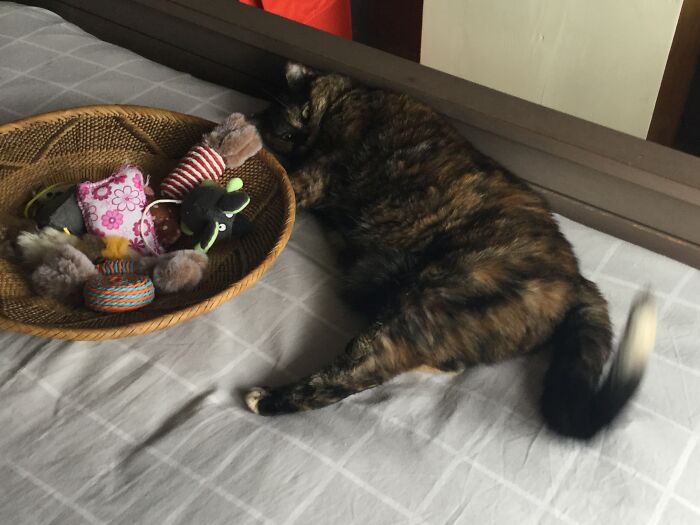 My Cat Friday With Her Toys