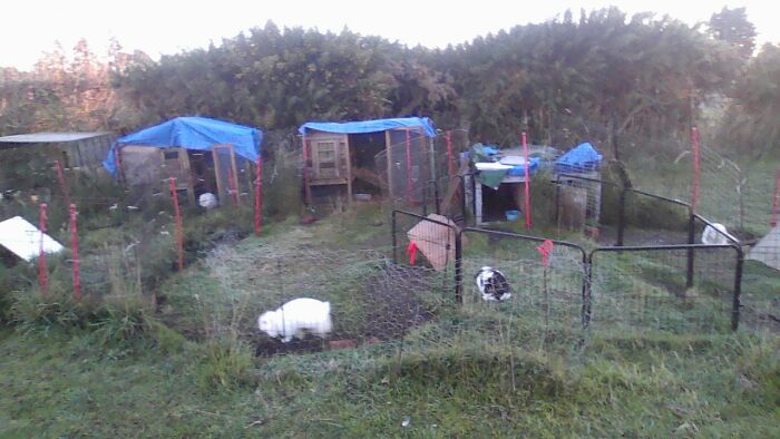 From Left: Daisy, Snowy, Bella, And Maurius 🐇