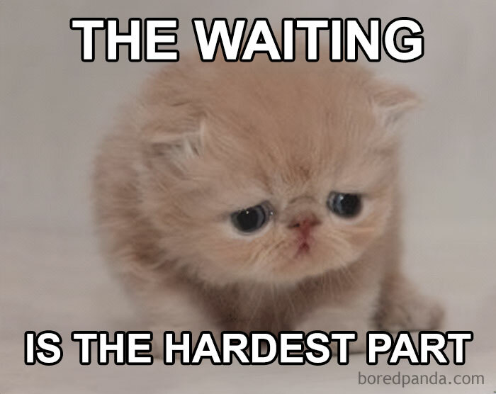 A Waiting meme featuring a small, fluffy kitten with a sad expression, looking down with big, round eyes. The text above and below the image reads, "THE WAITING IS THE HARDEST PART," humorously emphasizing the difficulty of being patient, using the kitten's forlorn look to convey the emotional struggle of waiting.