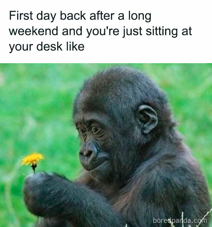 A Waiting meme featuring a young gorilla sitting in the grass, looking intently at a small dandelion flower it holds in its hand. The text above reads, "First day back after a long weekend and you're just sitting at your desk like," humorously depicting the distracted and contemplative mood people often have when returning to work after a break.