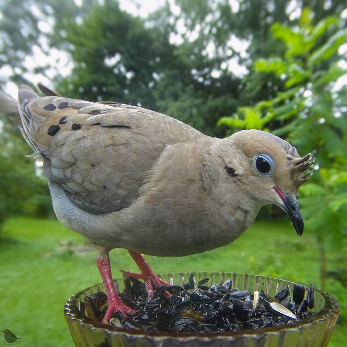 Woman Put A Camera On Bird Feeder In Her Yard, Here Is What It Has Caught