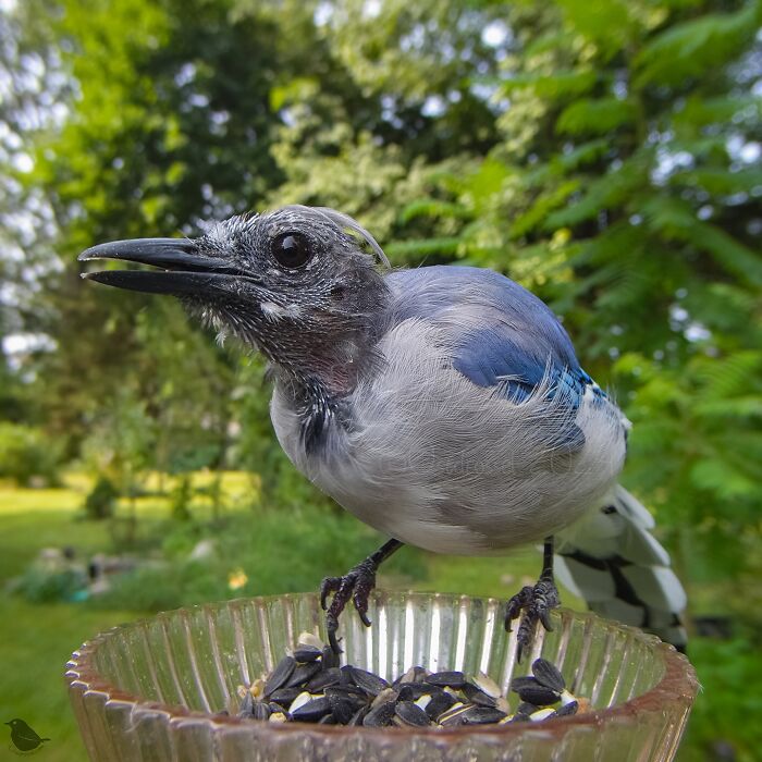 Woman Put A Camera On Bird Feeder In Her Yard, Here Is What It Has Caught