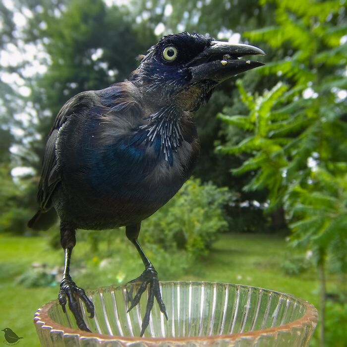 Woman Put A Camera On Bird Feeder In Her Yard, Here Is What It Has Caught