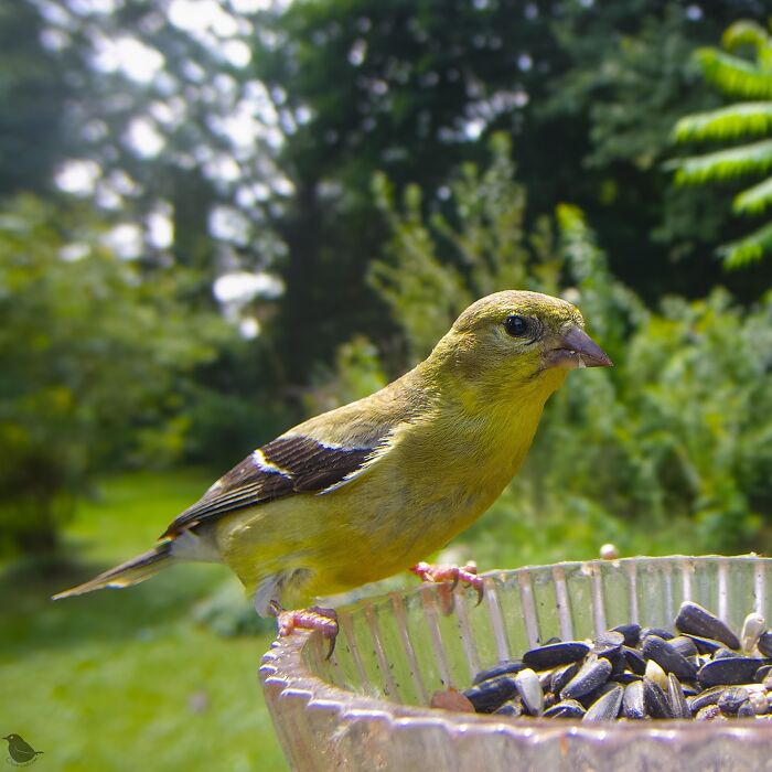 Woman Put A Camera On Bird Feeder In Her Yard, Here Is What It Has Caught