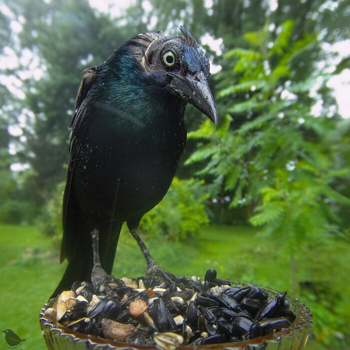 Woman Put A Camera On Bird Feeder In Her Yard, Here Is What It Has Caught