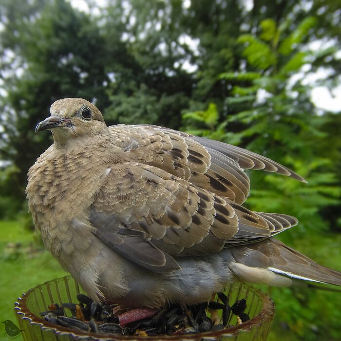 Woman Put A Camera On Bird Feeder In Her Yard, Here Is What It Has Caught