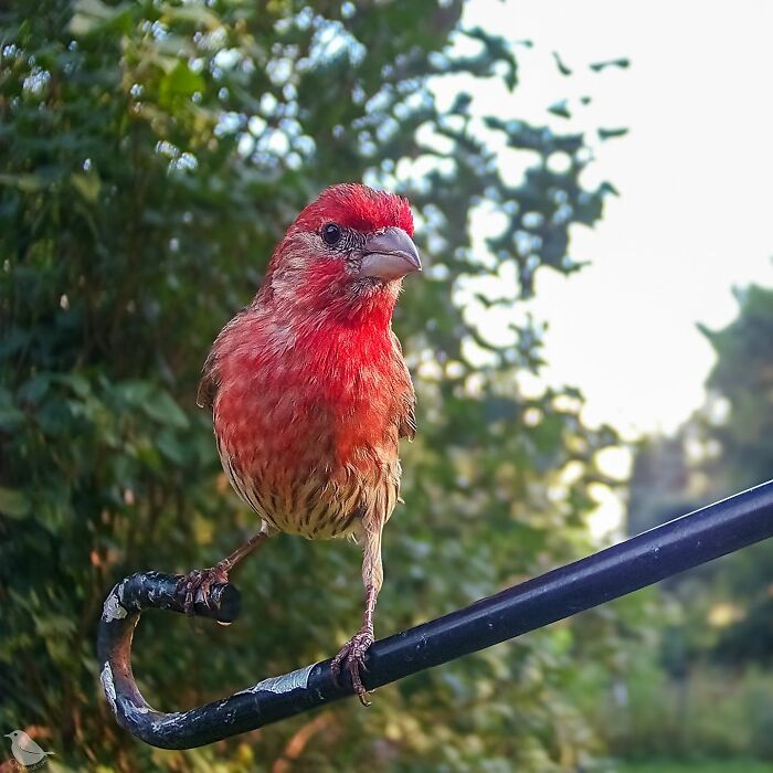 Woman Put A Camera On Bird Feeder In Her Yard, Here Is What It Has Caught