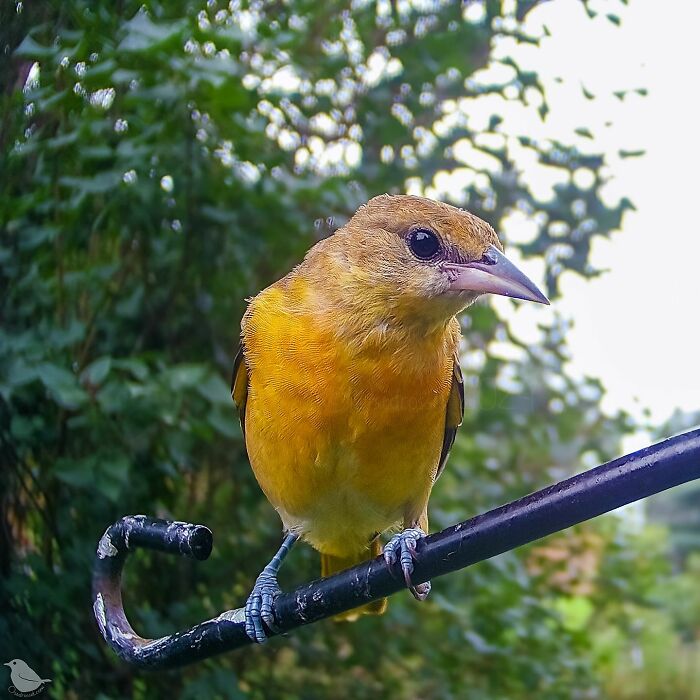 Woman Put A Camera On Bird Feeder In Her Yard, Here Is What It Has Caught