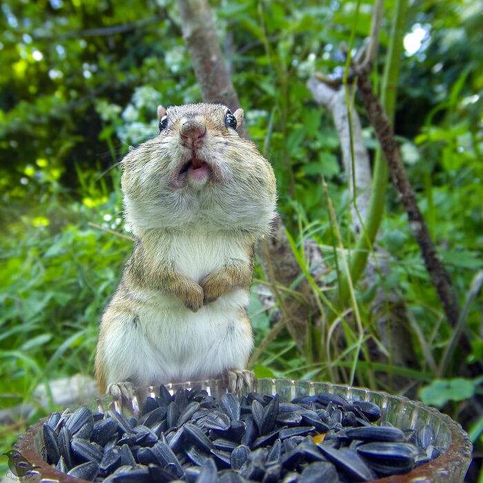 Woman Put A Camera On Bird Feeder In Her Yard, Here Is What It Has Caught