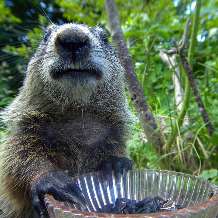 Woman Put A Camera On Bird Feeder In Her Yard, Here Is What It Has Caught