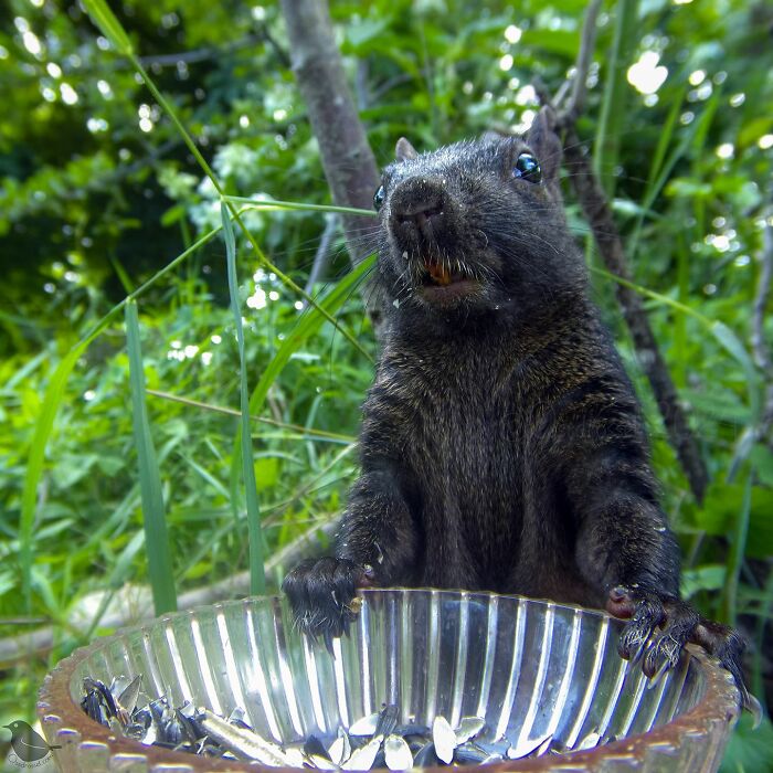 Woman Put A Camera On Bird Feeder In Her Yard, Here Is What It Has Caught