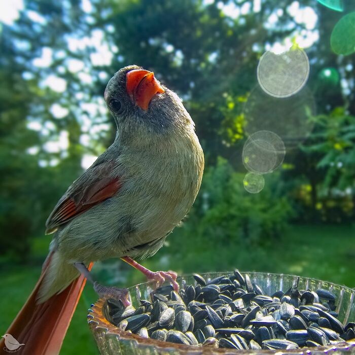 Woman Put A Camera On Bird Feeder In Her Yard, Here Is What It Has Caught