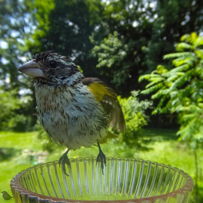 Woman Put A Camera On Bird Feeder In Her Yard, Here Is What It Has Caught