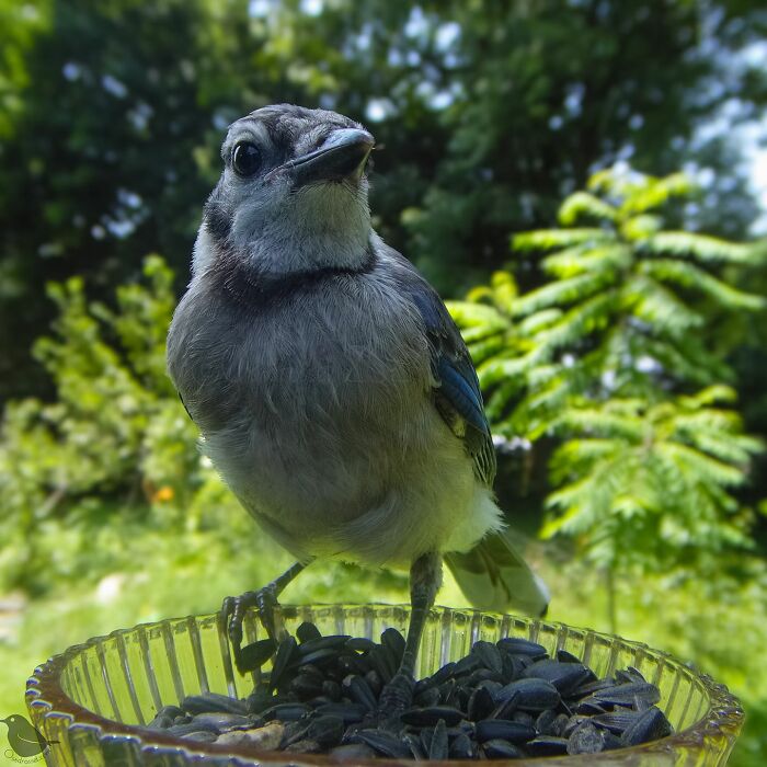 Woman Put A Camera On Bird Feeder In Her Yard, Here Is What It Has Caught