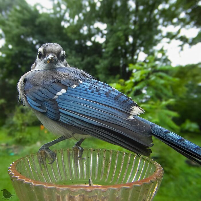 Woman Put A Camera On Bird Feeder In Her Yard, Here Is What It Has Caught