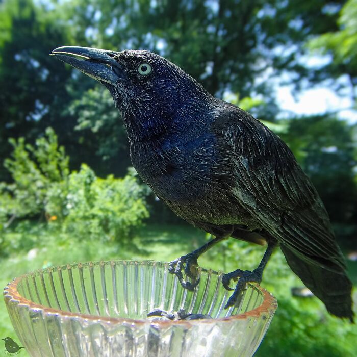 Woman Put A Camera On Bird Feeder In Her Yard, Here Is What It Has Caught