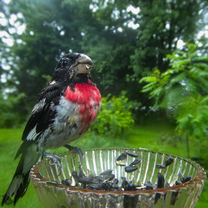 Woman Put A Camera On Bird Feeder In Her Yard, Here Is What It Has Caught