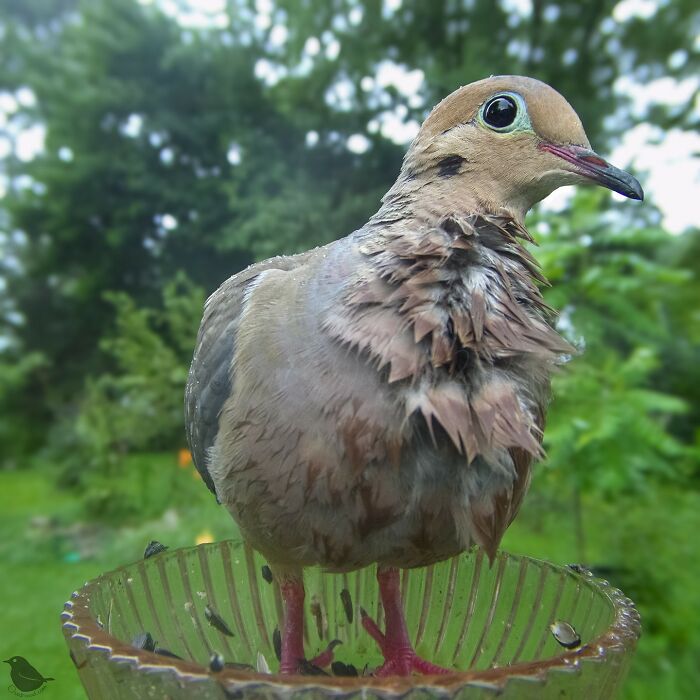 Woman Put A Camera On Bird Feeder In Her Yard, Here Is What It Has Caught