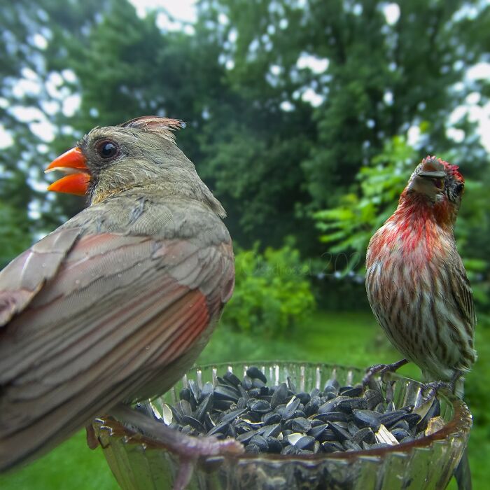 Woman Put A Camera On Bird Feeder In Her Yard, Here Is What It Has Caught