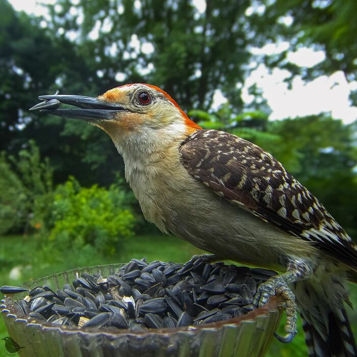 Woman Put A Camera On Bird Feeder In Her Yard, Here Is What It Has Caught