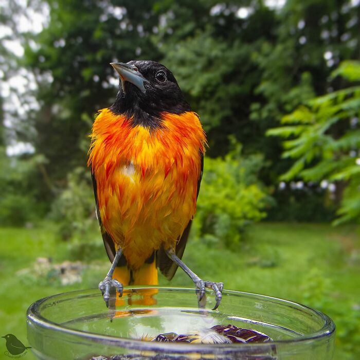 Woman Put A Camera On Bird Feeder In Her Yard, Here Is What It Has Caught