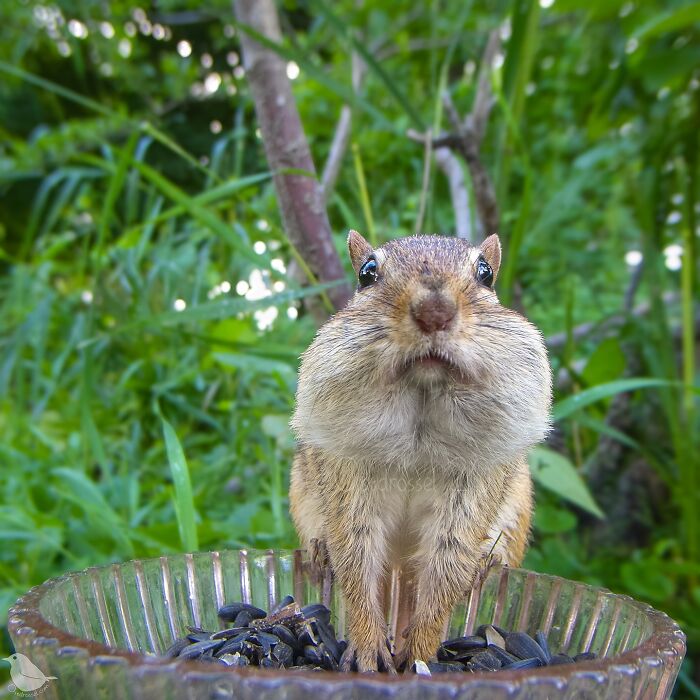 Woman Put A Camera On Bird Feeder In Her Yard, Here Is What It Has Caught