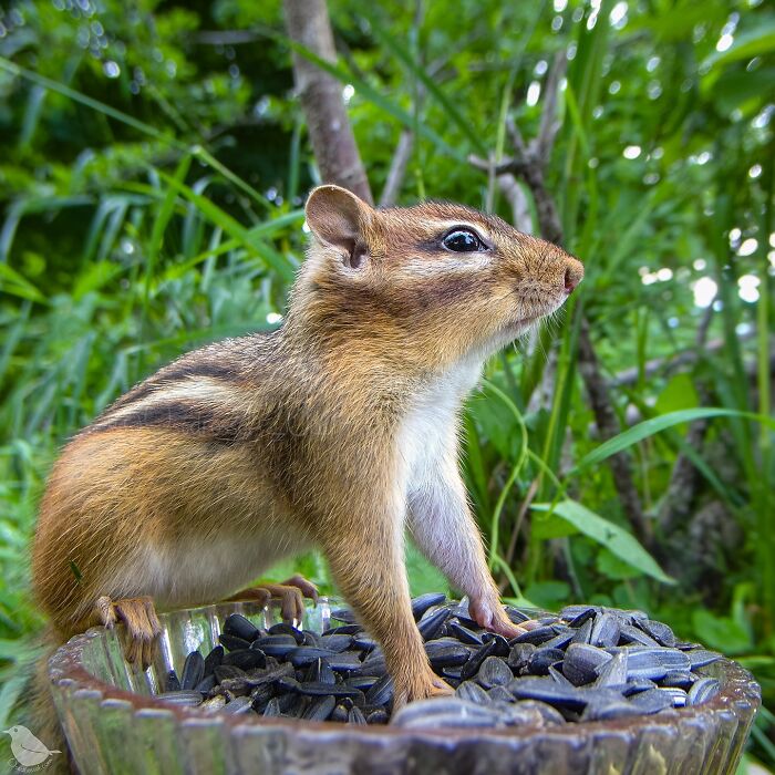 Woman Put A Camera On Bird Feeder In Her Yard, Here Is What It Has Caught