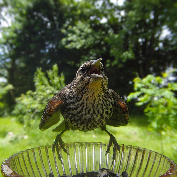 Woman Put A Camera On Bird Feeder In Her Yard, Here Is What It Has Caught