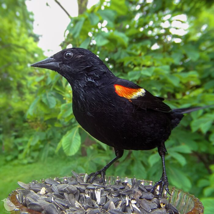 Woman Put A Camera On Bird Feeder In Her Yard, Here Is What It Has Caught