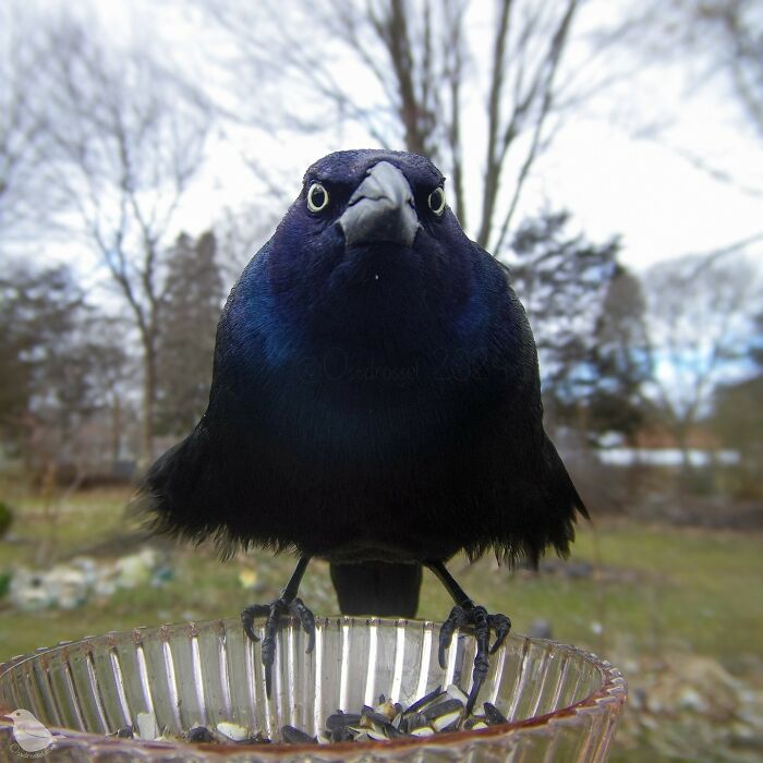 Woman Put A Camera On Bird Feeder In Her Yard, Here Is What It Has Caught