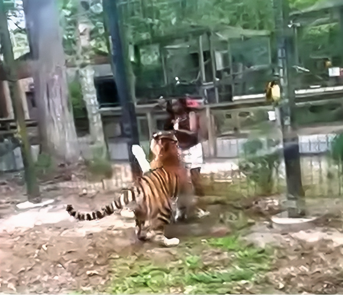 Tiger Nearly Eats Zoo Visitor After She Climbed Into Enclosure To Pet It, Police Now Involved