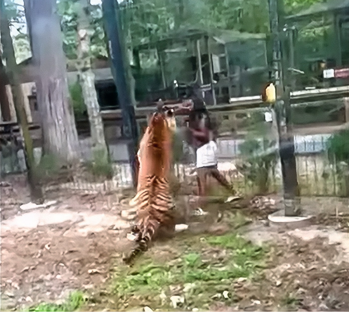 Tiger Nearly Eats Zoo Visitor After She Climbed Into Enclosure To Pet It, Police Now Involved