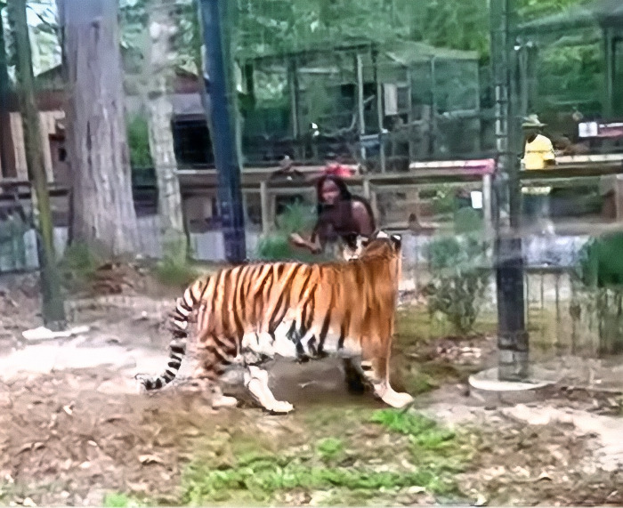 Tiger Nearly Eats Zoo Visitor After She Climbed Into Enclosure To Pet It, Police Now Involved