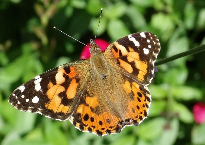 Painted Lady Butterfly