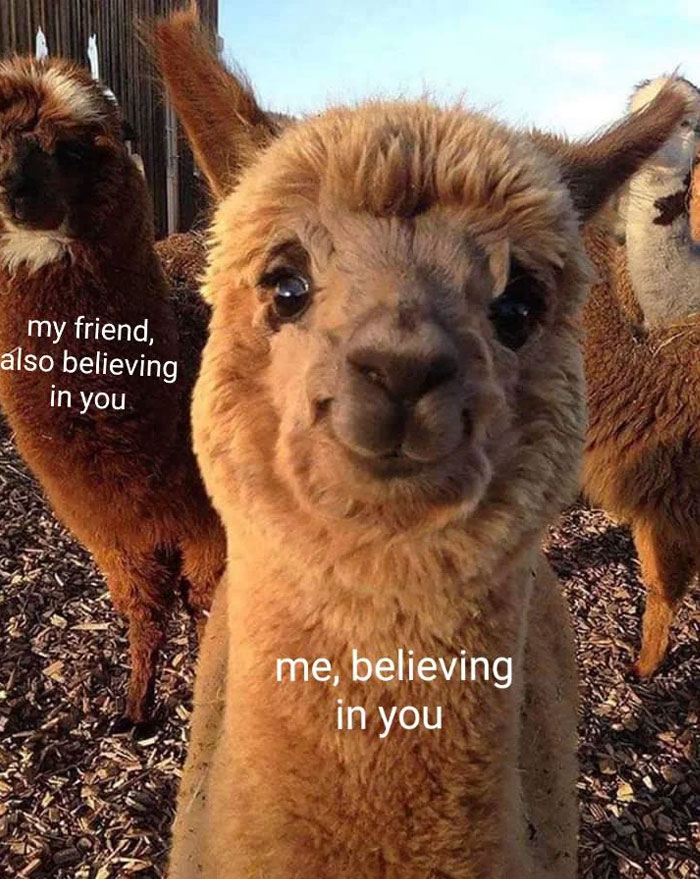 A "You can do it" meme featuring a close-up of a smiling alpaca with the text "me, believing in you" overlaying it. Behind the alpaca, another alpaca is visible with the text "my friend, also believing in you." The meme humorously conveys a message of support and encouragement, emphasizing that both the viewer and their friends have faith in their abilities.