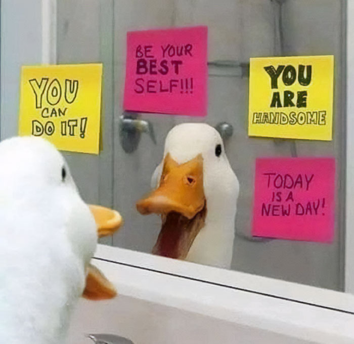 A "You can do it" meme featuring a duck looking at itself in a bathroom mirror. The mirror has sticky notes with motivational messages, including "YOU CAN DO IT!", "BE YOUR BEST SELF!!!", "YOU ARE HANDSOME", and "TODAY IS A NEW DAY!". The duck's reflection and the encouraging notes create a humorous and uplifting scene, emphasizing self-motivation and positive affirmations.