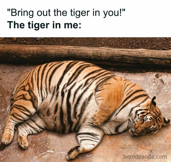 A "You can do it" meme featuring a large, overweight tiger lying down on its side, appearing relaxed and lazy. The text above the image reads, "'Bring out the tiger in you!' The tiger in me:" humorously contrasting the idea of inner strength and ferocity with the reality of feeling unmotivated and sluggish.