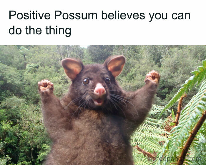 A "You can do it" meme featuring a possum with its arms raised triumphantly, appearing excited and encouraging. The text above the image reads, "Positive Possum believes you can do the thing," adding a humorous and supportive tone, suggesting that the possum is cheering you on to accomplish your goals. The background shows a lush, green forest, enhancing the positive and uplifting vibe of the meme.