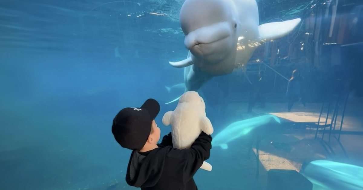 Adorable Video Of Beluga Whale’s Interaction With Boy Goes Viral, People Can’t Get Enough Of It