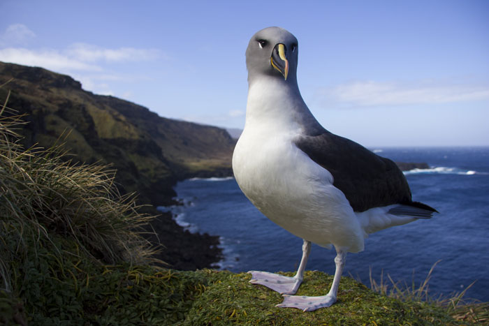 Officials Decide To Drop 600 Tons Of Pesticide On Island To Save Birds From Being Eaten Alive