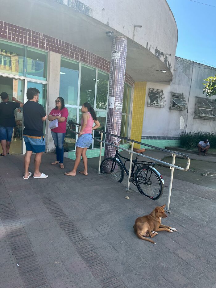 This Loyal Dog Spent 9 Days By The Hospital, Hoping For A Reunion With His Owner