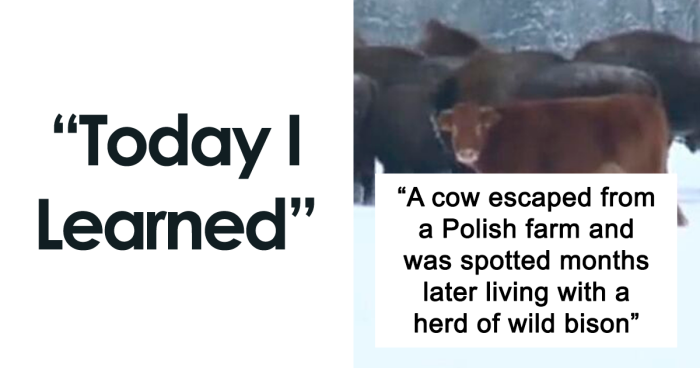 117 Of The Best Fun Facts That Have Ever Been Shared In The “Today I Learned” Online Group