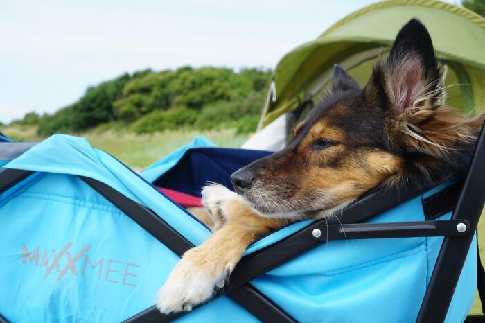 My Dog Lino Chilling At The Beach ⛱️