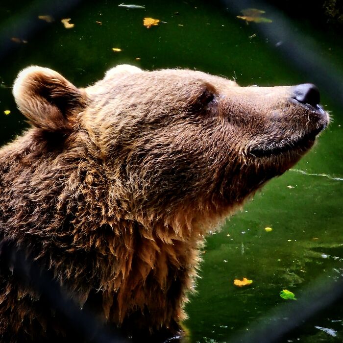 Taken At Colwyn Bay Mountain Zoo