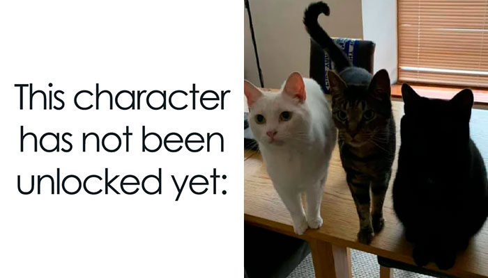 This Popular Instagram Account Shares Funny Cat Memes, And Here Are 50 Of The Very Best Ones