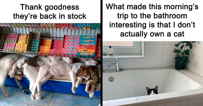 80 Funny Cat Memes Because The World Is Better With Cats