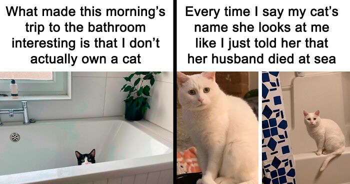 80 Hilarious And Adorable Cat Memes To Annoy Your Friends With